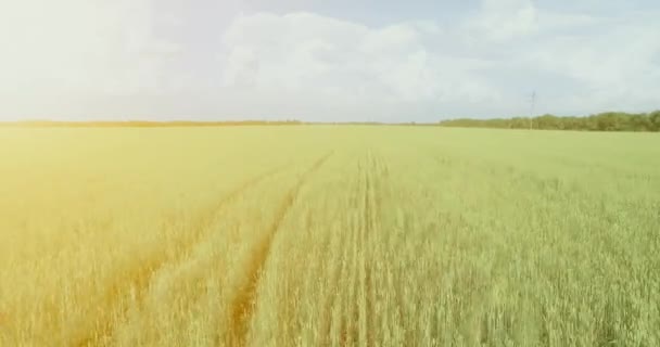 4k Uhd 공중 볼 수 있습니다. 녹색과 노란색 밀 농촌 분야에 비행을 저 — 비디오