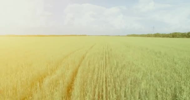 UHD 4K vista aérea. Vôo baixo sobre campo rural de trigo verde e amarelo — Vídeo de Stock