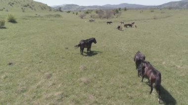 Dağ çayırında vahşi atların üzerinden uçmak. Yaz dağları vahşi doğa. Düz ham renk.