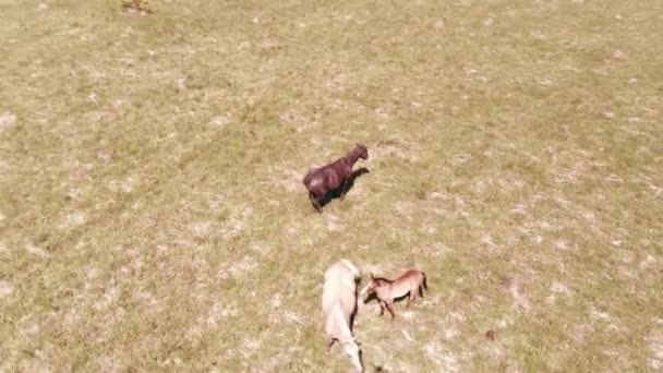 Vuelo sobre el rebaño de caballos salvajes en el prado de montaña. Verano montañas naturaleza salvaje. Concepto de ecología de libertad. — Vídeos de Stock