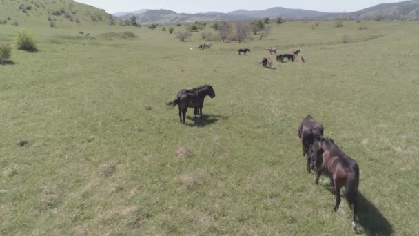 山の牧草地で野生の馬の群れ以上の飛行。夏の山野生自然。平生色. — ストック動画