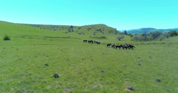 Voo sobre cavalos selvagens rebanho no prado da montanha. Verão montanhas natureza selvagem. Conceito de ecologia da liberdade. — Vídeo de Stock