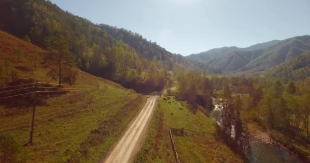 Mid air-vlucht over de rivier van de frisse berglucht en weiland op de zonnige Zomerochtend. Landelijke vuil weg hieronder. Koeien en auto. — Stockvideo