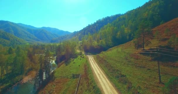 Vuelo en medio del aire sobre el río fresco de la montaña y el prado en la soleada mañana de verano. Camino de tierra rural abajo. Vacas y coche . — Vídeos de Stock