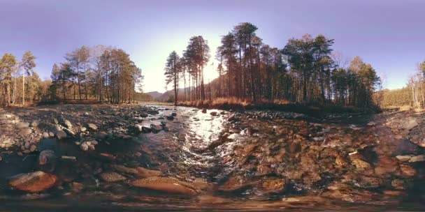 360 VR realidade virtual de uma montanha selvagem, pinhal e fluxos de rio. Parque nacional, prado e raios de sol. — Vídeo de Stock