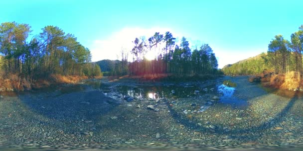 Εικονική πραγματικότητα 360 VR σε άγρια βουνά, πευκοδάση και ποτάμια. Εθνικό πάρκο, λιβάδι και ακτίνες του ήλιου. — Αρχείο Βίντεο