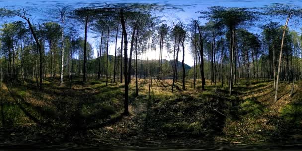 360 VR realidade virtual de uma montanha selvagem, pinhal e fluxos de rio. Parque nacional, prado e raios de sol. — Vídeo de Stock