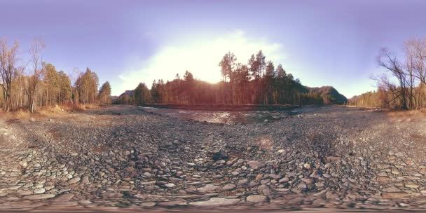 360 VR virtuelle Realität eines wilden Gebirges, Kiefernwaldes und Flusses fließt. Nationalpark, Wiese und Sonnenstrahlen. — Stockvideo