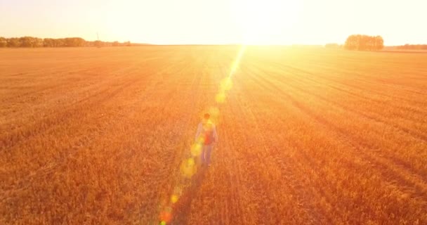 Vôo baixo sobre jovem turista caminhando através de um enorme campo de trigo — Vídeo de Stock