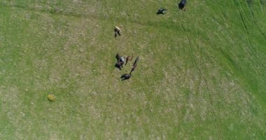 Uçan UHD 4K vahşi at sürüsü üzerinde uçuyor. Vahşi yaz dağlarının üzerinde uçmak doğa. Güneşli kırsal yeşil çimen çiftliğinde güzel hayvanlar. Özgürlük ekolojisi kavramı.