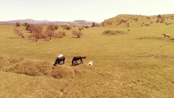 Vuelo sobre el rebaño de caballos salvajes en el prado de montaña. Verano montañas naturaleza salvaje. Concepto de ecología de libertad. — Vídeo de stock