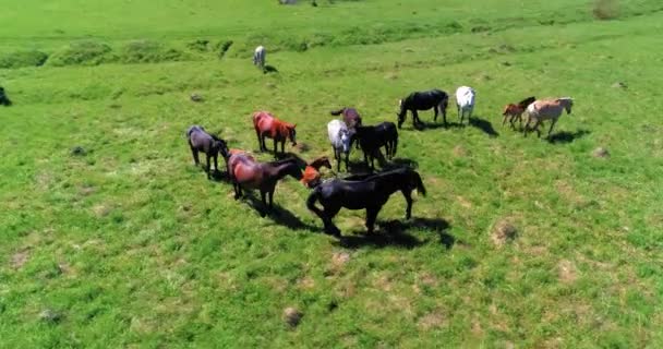 Lot nad dzikimi końmi stado na górskiej łące. Letnie góry dzika przyroda. Koncepcja ekologii wolności. — Wideo stockowe