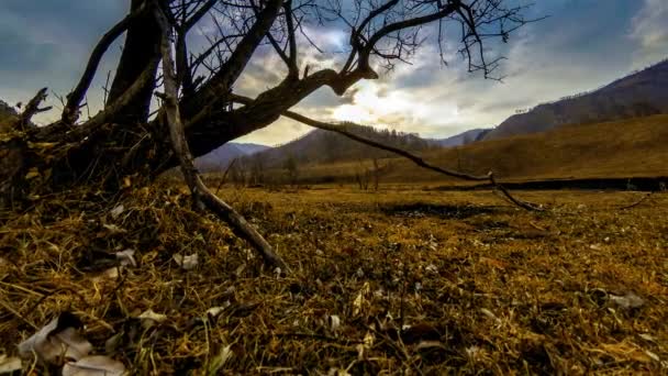 Проміжок часу смерті дерева і суха жовта трава в гірському пейзажі з хмарами і сонячними променями. Горизонтальний рух повзунка — стокове відео