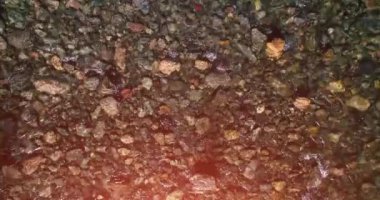 Güneşli yaz sabahında temiz ve taze bir dağ nehri üzerinde uçuşun ortasındayız. Üst görünüm ve yatay hareket