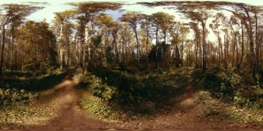 Bir şehir parkının UHD 4K 360 VR Sanal Gerçekliği. Sonbaharda ya da yaz gününde ağaçlar ve yeşil çimenler