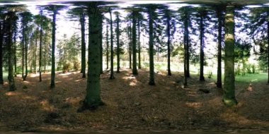 Bir şehir parkının UHD 4K 360 VR Sanal Gerçekliği. Sonbaharda ya da yaz gününde ağaçlar ve yeşil çimenler