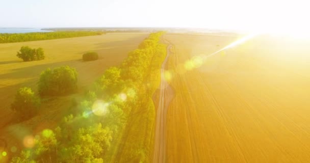 UHD 4K vista aérea. Bajo vuelo sobre el campo rural de trigo verde y amarillo y la línea de árboles — Vídeos de Stock