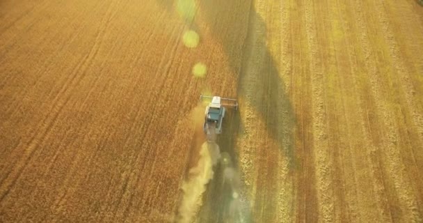 Uhd 4k Luftaufnahme. Tiefflug über Mähdrescher sammelt den Weizen auf gelbem Feld. — Stockvideo