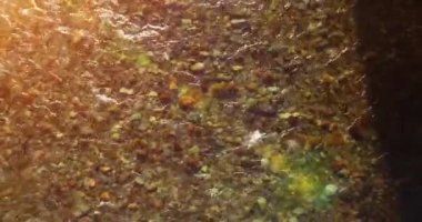 Güneşli yaz sabahında temiz ve taze bir dağ nehri üzerinde uçuşun ortasındayız. Üst görünüm ve yatay hareket