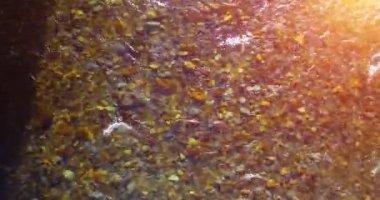 Güneşli yaz sabahında temiz ve taze bir dağ nehri üzerinde uçuşun ortasındayız. Üst görünüm ve yatay hareket