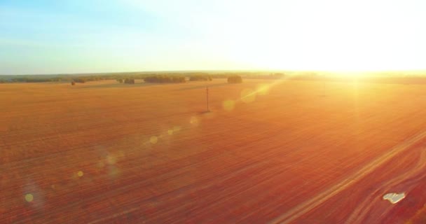 UHD 4K aerial view. Mid-air flight over yellow wheat rural field — Stock Video