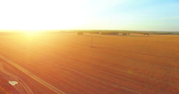 UHD 4K vista aérea. Vuelo en el aire sobre campo rural de trigo amarillo — Vídeos de Stock