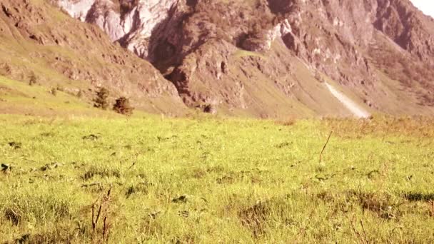 Senderismo hombre caminando en el prado de montaña verde con mochila. Verano deporte y recreación concepto . — Vídeo de stock