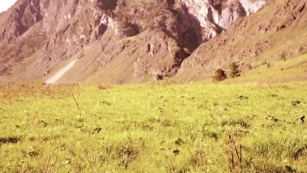 Senderismo hombre caminando en el prado de montaña verde con mochila. Verano deporte y recreación concepto . — Vídeos de Stock