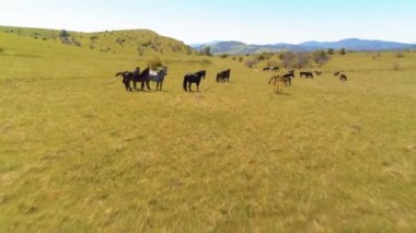 Dağ çayırında vahşi atların üzerinden uçmak. Yaz dağları vahşi doğa. Özgürlük ekolojisi kavramı.