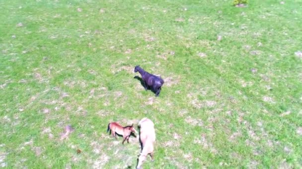 Vuelo sobre el rebaño de caballos salvajes en el prado de montaña. Verano montañas naturaleza salvaje. Concepto de ecología de libertad. — Vídeos de Stock