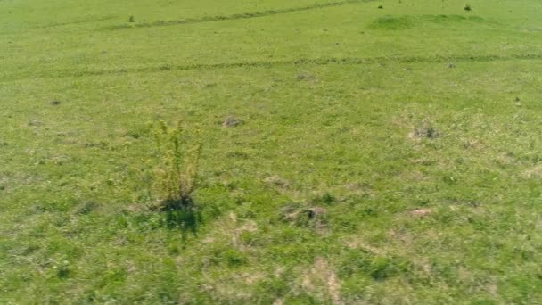 山の牧草地で野生の馬の群れ以上の飛行。夏の山野生自然。自由生態学の概念. — ストック動画