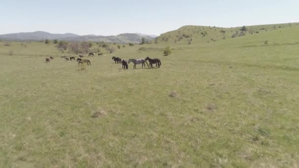 Vlucht over wilde paarden kudde op bergweide. Zomer bergen wilde natuur. Vlakke rauwe kleur. — Stockvideo
