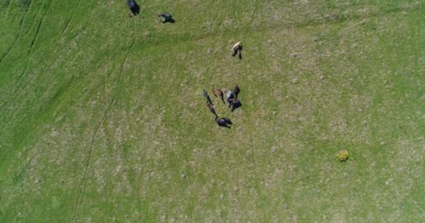 Vuelo sobre el rebaño de caballos salvajes en el prado de montaña. Verano montañas naturaleza salvaje. Concepto de ecología de libertad. — Vídeos de Stock