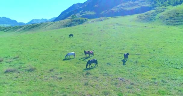 Vuelo sobre el rebaño de caballos salvajes en el prado. Primavera montañas naturaleza salvaje. Concepto de ecología de libertad. — Vídeo de stock