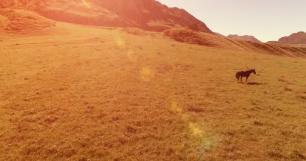 Vuelo sobre el rebaño de caballos salvajes en el prado. Primavera montañas naturaleza salvaje. Concepto de ecología de libertad. — Vídeos de Stock