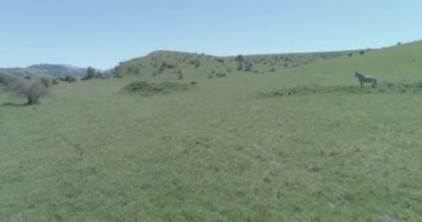 Dağ çayırında vahşi atların üzerinden uçmak. Yaz dağları vahşi doğa. Düz ham renk.