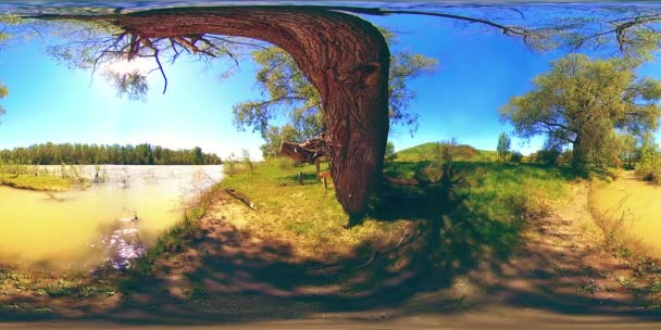 UHD 4K 360 VR La réalité virtuelle d'une rivière coule sur des rochers dans un magnifique paysage de forêt de montagne — Video