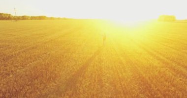 Düşük uçuş bir büyük buğday tarlada yürüyen genç adam turist üzerinde. Eller yukarı, kazanan, mutlu ve özgürlük kavramı.