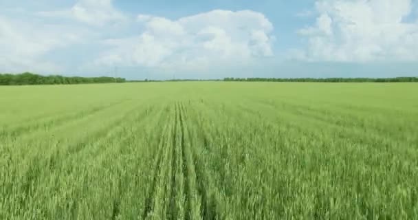 UHD 4K aerial view. Low flight over green and yellow wheat rural field — Stock Video