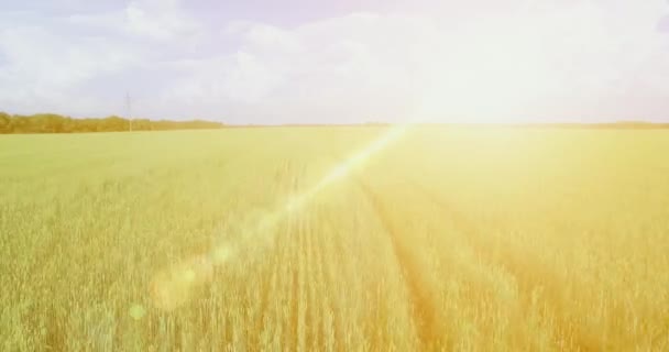 UHD 4K aerial view. Low flight over green and yellow wheat rural field — Stock Video