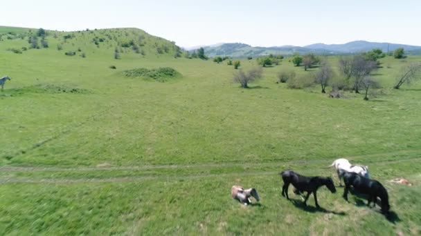 Vlucht over wilde paarden kudde op bergweide. Zomer bergen wilde natuur. Vrijheid ecologisch concept. — Stockvideo