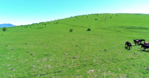 Vlucht over wilde paarden kudde op bergweide. Zomer bergen wilde natuur. Vrijheid ecologisch concept. — Stockvideo