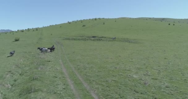 Vuelo sobre el rebaño de caballos salvajes en el prado de montaña. Verano montañas naturaleza salvaje. Color crudo plano. — Vídeos de Stock