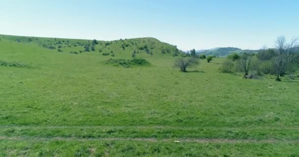 Lot nad dzikimi końmi stado na górskiej łące. Letnie góry dzika przyroda. Koncepcja ekologii wolności. — Wideo stockowe