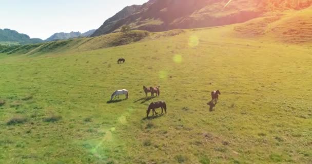 Flucht über Wildpferde auf der Weide. Frühling Berge wilde Natur. Freiheits-Ökologiekonzept. — Stockvideo