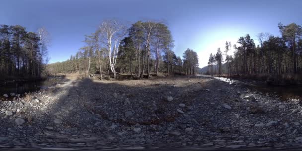 360 VR virtuelle Realität eines wilden Gebirges, Kiefernwaldes und Flusses fließt. Nationalpark, Wiese und Sonnenstrahlen. — Stockvideo