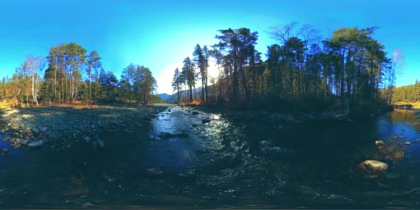 360 VR réalité virtuelle d'une montagne sauvage, pinède et rivière coule. Parc national, prairie et rayons du soleil. — Video