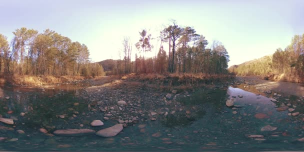 360 VR réalité virtuelle d'une montagne sauvage, pinède et rivière coule. Parc national, prairie et rayons du soleil. — Video