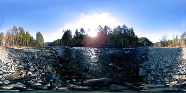 360 VR virtuelle Realität eines wilden Gebirges, Kiefernwaldes und Flusses fließt. Nationalpark, Wiese und Sonnenstrahlen. — Stockvideo