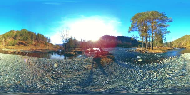 360 VR réalité virtuelle d'une montagne sauvage, pinède et rivière coule. Parc national, prairie et rayons du soleil. — Video